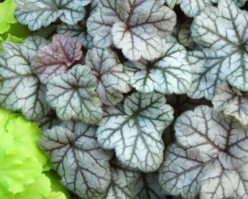 Heuchera  'Cinnabar Silver' ®