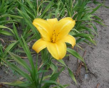 Hemerocallis  'Chicago Sunrise'