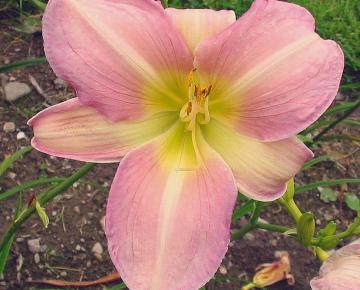 Hemerocallis  'Catherine Woodbury'