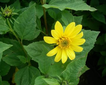 Helianthus decapetalus 'Capenock Star'