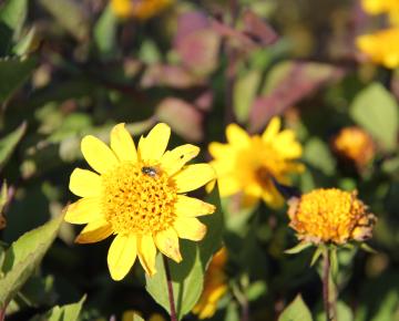 Helianthus decapetalus 'Meteor'