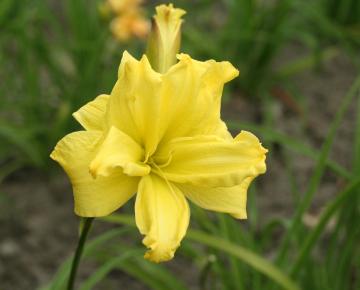 Hemerocallis  'Double River Wye'