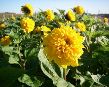 Helianthus decapetalus 'Soleil d'Or'