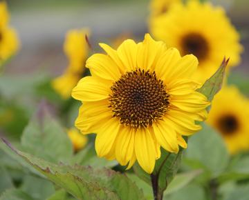 Helianthus decapetalus 'Triomphe de Gand'