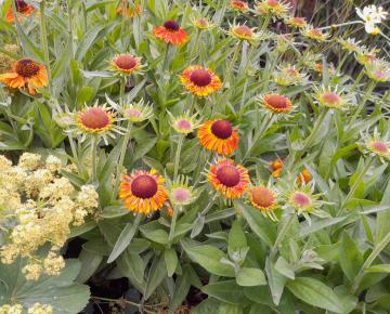Helenium  'Double Trouble' PBR