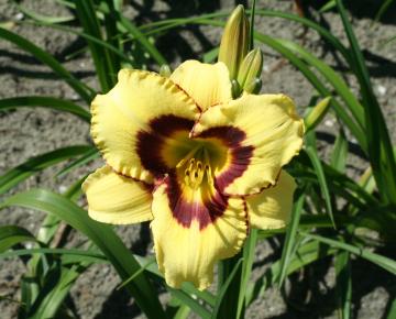 Hemerocallis  'El Desperado'