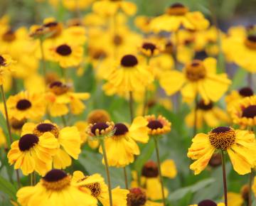 Helenium  'El Dorado'