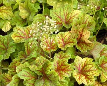 Heuchera  'Electra' ®