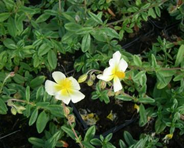 Helianthemum  'Elfenbeinglanz'