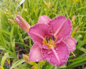 Hemerocallis  'Entrapment'