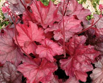 Heuchera  'Fire Chief' ®