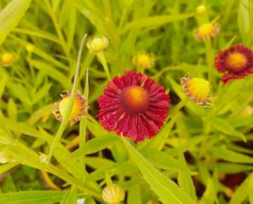 Helenium 'Feuerspiegel'