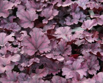 Heuchera  'Forever Purple'