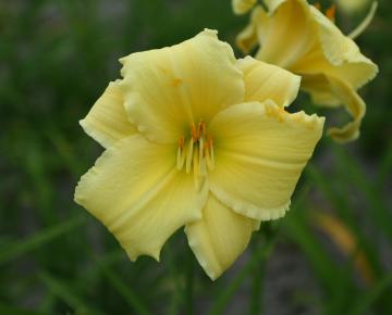 Hemerocallis  'Fragrant Returns'