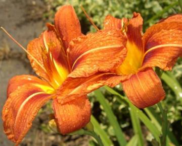 Hemerocallis fulva