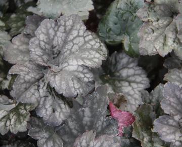 Heuchera  'Frosted Violet Dream' PBR