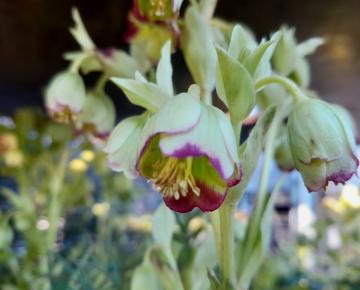 Helleborus foetidus 'Wester Flisk'