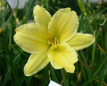 Hemerocallis  'Green Flutter'