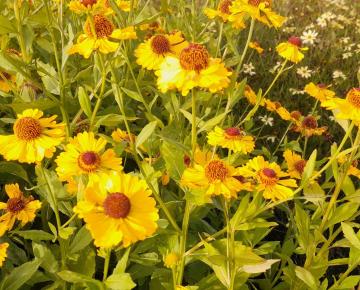 Helenium 'Goldrausch'