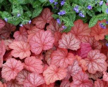 Heuchera  'Georgia Peach' ®