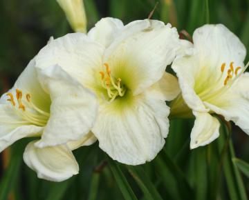 Hemerocallis  'Gentle Shepherd'