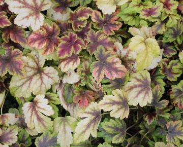 Heucherella  'Golden Zebra' ®