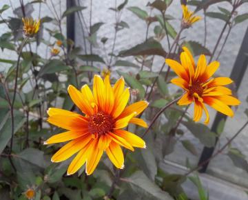 Heliopsis helianthoides 'Burning Hearts'