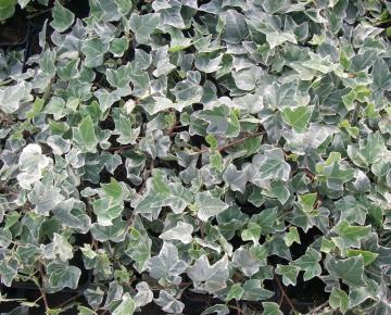 Hedera helix 'Glacier'
