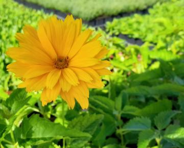 Heliopsis helianthoides 'Goldgefieder'