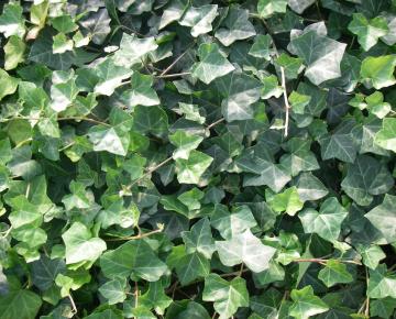 Hedera helix 'Hibernica'