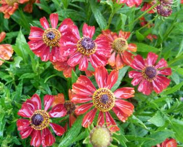Helenium  'Hot Lava'