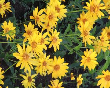 Heliopsis helianthoides 'Mars'
