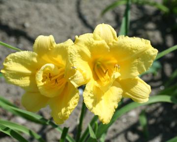 Hemerocallis  'Happy Returns'