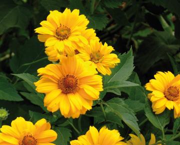 Heliopsis helianthoides 'Summer Sun' (var. scabra)