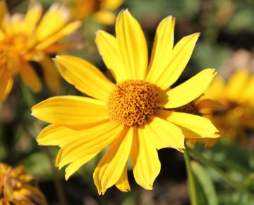 Heliopsis helianthoides 'Venus'