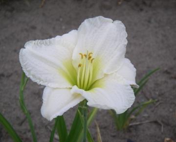 Hemerocallis  'Ice Carnival'