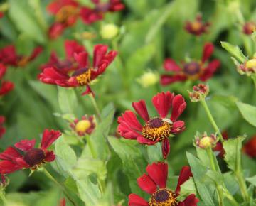 Helenium  'Indianersommer'