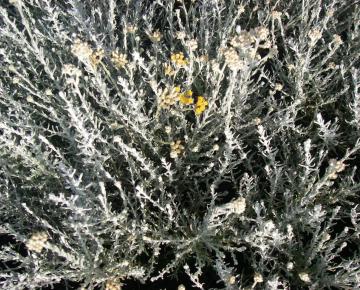 Helichrysum italicum