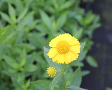 Helenium  'Kanaria'