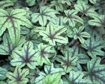 Heucherella  'Kimono' ®
