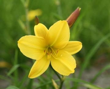 Hemerocallis  'Lemon Bells'