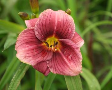 Hemerocallis  'Little Grapette'