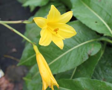 Hemerocallis lilioasphodelus (flava)