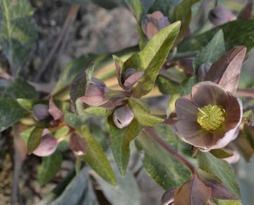 Helleborus lividus