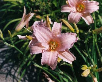 Hemerocallis  'Luxury Lace'