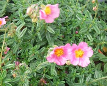 Helianthemum  'Lawrenson's Pink'