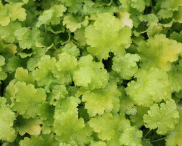 Heuchera  'Lime Rickey' ®