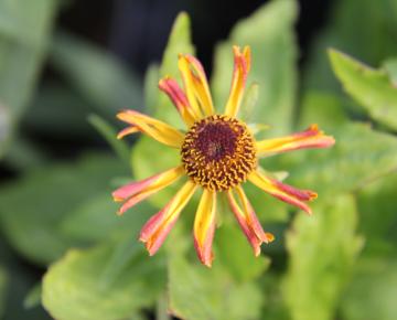 Helenium 'Loysder Wieck'