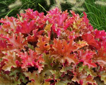 Heuchera  'Marmalade' PBR