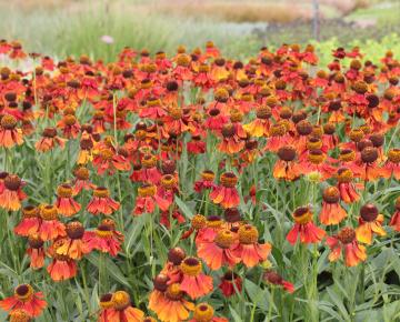 Helenium  'Moerheim Beauty'